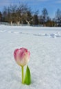Tulip in snow prettybackground Royalty Free Stock Photo
