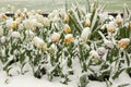 Tulip in snow at spring