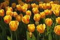 Tulip, Sort Juliette in spring Royalty Free Stock Photo