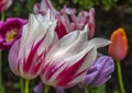 Tulip in spring Central Park, New York Royalty Free Stock Photo