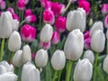 Tulip in spring Central Park, New York Royalty Free Stock Photo