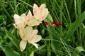 Tulip a spring colorful flowers close up in a sunshine Royalty Free Stock Photo