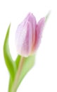 Tulip Spring flower against white background