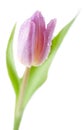 Tulip Spring flower against white background