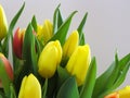 Tulip-spring flower a symbol of awakening and the beginning of life