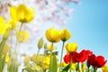 Tulip spring flowers Royalty Free Stock Photo