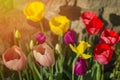 Tulip spring flowers in garden with brick work in background. S Royalty Free Stock Photo