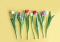 Tulip spring flowers with leaves collection isolated on yellow background. Floral banner Royalty Free Stock Photo