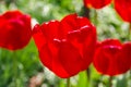Tulip in a spring garden in the morning sun Royalty Free Stock Photo