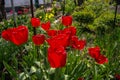 Tulip in a spring garden in the morning sun Royalty Free Stock Photo