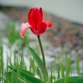 Tulip after a spring snowfall. Royalty Free Stock Photo