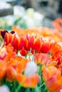 Tulip in spring with soft focus, unfocused blurred spring Tulip, bokeh flower background, pastel and soft flower background Royalty Free Stock Photo