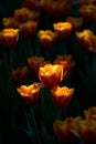 Tulip in spring with soft focus, unfocused blurred spring Tulip, bokeh flower background, pastel and soft flower Royalty Free Stock Photo