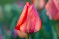 A Tulip in Springtime Royalty Free Stock Photo