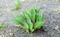 Tulip sprouting plants Spring flower Royalty Free Stock Photo