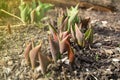 Tulip sprouts begin to sprout from the ground Royalty Free Stock Photo