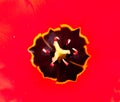 Tulip stamen