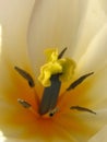 Tulip stamen macro Royalty Free Stock Photo