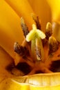 Tulip stamens