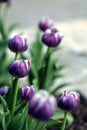 Tulip standout Royalty Free Stock Photo