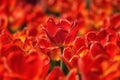 Tulip Standout from the rest Royalty Free Stock Photo