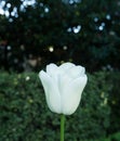 Tulip Royalty Free Stock Photo