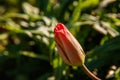 Tulip start to bloom buds