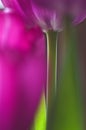 Tulip and Stem