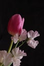 Tulip and sweetpea isolated on a black background
