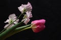 Tulip and sweetpea isolated on a black background