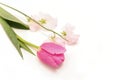 Tulip and sweetpea isolated on a white background