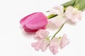 Tulip and sweetpea isolated on a white background