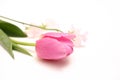 Tulip and sweetpea isolated on a white background