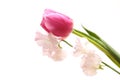 Tulip and sweetpea isolated on a white background