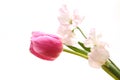 Tulip and sweetpea isolated on a white background