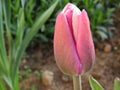 Tulip Synaeda blue in the garden Royalty Free Stock Photo