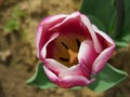 Tulip Synaeda blue in garden Royalty Free Stock Photo