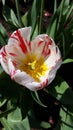 A Tulip from the Tesselaar Tulip Festival Royalty Free Stock Photo