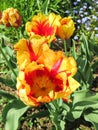 Tulip Texas Flame In bloom Royalty Free Stock Photo