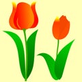 Tulip texture Royalty Free Stock Photo