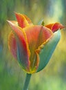 Tulip on textured background Royalty Free Stock Photo