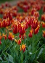 Aladdin Tulips, Veldheer Tulip Gardens, Holland, MI