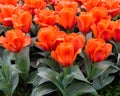 Giant Orange Sunset Tulips, Veldheer Tulip Gardens, Holland, MI Royalty Free Stock Photo