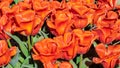 Giant Orange Sunset Tulips, Veldheer Tulip Gardens, Holland, MI Royalty Free Stock Photo