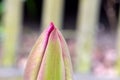 Tulip Flower Bud Tip Pink Royalty Free Stock Photo