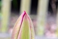 Tulip Flower Bud Tip Pink 01 Royalty Free Stock Photo