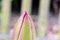 Tulip Flower Bud Tip Pink 02 Royalty Free Stock Photo