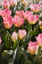 Tulip Tom Pouce flowers and field in spring Royalty Free Stock Photo