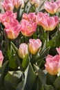 Tulip Tom Pouce flowers and field in spring Royalty Free Stock Photo