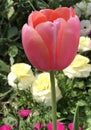 A tulip at the Toowoomba Carnival of Flowers in Australia